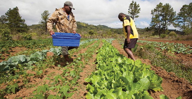 Fiji Crop and Livestock Council further strengthen ties with regional counterparts